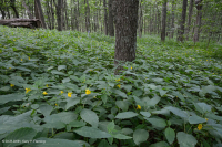 中阿巴拉契山橡樹-山核桃森林(豐富類型)— CEGL 008518 中阿巴拉契山橡樹-山核桃森林(豐富類型)— CEGL 008518