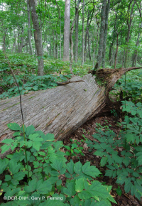 中阿巴拉契山橡樹-山核桃森林(豐富類型)— CEGL 008518 中阿巴拉契山橡樹-山核桃森林(豐富類型)— CEGL 008518