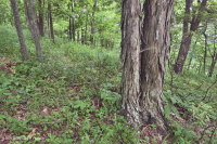 中阿巴拉契山橡樹-胡桃森林(酸性型)— CEGL 008516 中阿巴拉契山橡樹-胡桃森林(酸性型)— CEGL 008516