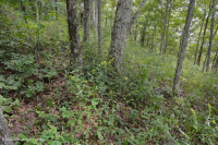 中阿巴拉契山橡樹-胡桃森林(酸性型)— CEGL 008516 中阿巴拉契山橡樹-胡桃森林(酸性型)— CEGL 008516