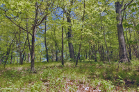 中阿巴拉契山橡樹-胡桃森林(酸性型)— CEGL 008516 中阿巴拉契山橡樹-胡桃森林(酸性型)— CEGL 008516