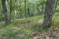 中阿巴拉契山橡樹-胡桃森林(酸性型)— CEGL 008516 中阿巴拉契山橡樹-胡桃森林(酸性型)— CEGL 008516