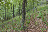 中阿巴拉契山橡樹-胡桃森林(酸性型)— CEGL 008516 中阿巴拉契山橡樹-胡桃森林(酸性型)— CEGL 008516