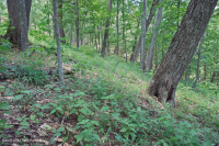 中阿巴拉契山橡樹-胡桃森林(酸性型)— CEGL 008516 中阿巴拉契山橡樹-胡桃森林(酸性型)— CEGL 008516