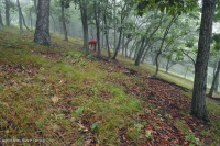 中阿巴拉契山橡樹-胡桃森林(酸性型)— CEGL 008516 中阿巴拉契山橡樹-胡桃森林(酸性型)— CEGL 008516