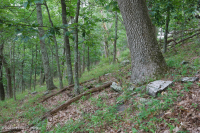 中阿巴拉契山橡樹-胡桃森林(酸性型)— CEGL 008516 中阿巴拉契山橡樹-胡桃森林(酸性型)— CEGL 008516