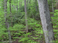 北部海岸平原/皮埃蒙特橡木-山毛毛櫸/希思森林 — CEGL 006919 北部海岸平原/皮埃蒙特橡木-山毛毛櫸/希思森林 — CEGL 006919