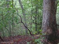 北部海岸平原/皮埃蒙特橡木-山毛毛櫸/希思森林 — CEGL 006919 北部海岸平原/皮埃蒙特橡木-山毛毛櫸/希思森林 — CEGL 006919