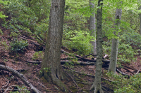 北部海岸平原/皮埃蒙特橡木-山毛毛櫸/希思森林 — CEGL 006919 北部海岸平原/皮埃蒙特橡木-山毛毛櫸/希思森林 — CEGL 006919