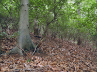 北部海岸平原/皮埃蒙特橡木-山毛毛櫸/希思森林 — CEGL 006919 北部海岸平原/皮埃蒙特橡木-山毛毛櫸/希思森林 — CEGL 006919