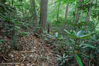 北部海岸平原/皮埃蒙特橡木-山毛毛櫸/希思森林 — CEGL 006919 北部海岸平原/皮埃蒙特橡木-山毛毛櫸/希思森林 — CEGL 006919