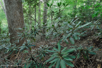 北部海岸平原/皮埃蒙特橡木-山毛毛櫸/希思森林 — CEGL 006919 北部海岸平原/皮埃蒙特橡木-山毛毛櫸/希思森林 — CEGL 006919