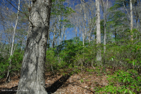 北部海岸平原/皮埃蒙特橡木-山毛毛櫸/希思森林 — CEGL 006919 北部海岸平原/皮埃蒙特橡木-山毛毛櫸/希思森林 — CEGL 006919