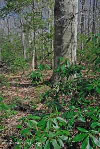 北部海岸平原/皮埃蒙特橡木-山毛毛櫸/希思森林 — CEGL 006919 北部海岸平原/皮埃蒙特橡木-山毛毛櫸/希思森林 — CEGL 006919