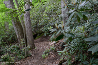 北部海岸平原/皮埃蒙特橡木-山毛毛櫸/希思森林 — CEGL 006919 北部海岸平原/皮埃蒙特橡木-山毛毛櫸/希思森林 — CEGL 006919