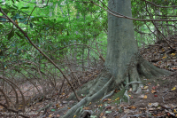 北部海岸平原/皮埃蒙特橡木-山毛毛櫸/希思森林 — CEGL 006919 北部海岸平原/皮埃蒙特橡木-山毛毛櫸/希思森林 — CEGL 006919