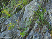 波托馬克峽谷河畔露頭荒地 – CEGL 006491 波托馬克峽谷河畔露頭荒地 – CEGL 006491