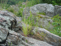 波托馬克峽谷河畔露頭荒地 – CEGL 006491 波托馬克峽谷河畔露頭荒地 – CEGL 006491