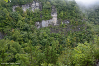 北部白雪松懸崖森林 — CEGL 002596 北部白雪松懸崖森林 — CEGL 002596