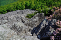 中阿巴拉契亞省低海拔酸性非血管懸崖/博爾德菲爾德 — CEGL 004142 中阿巴拉契亞省低海拔酸性非血管懸崖/博爾德菲爾德 — CEGL 004142