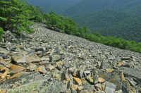 中阿巴拉契亞省低海拔酸性非血管懸崖/博爾德菲爾德 — CEGL 004142 中阿巴拉契亞省低海拔酸性非血管懸崖/博爾德菲爾德 — CEGL 004142