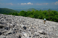 中阿巴拉契亞省低海拔酸性非血管懸崖/博爾德菲爾德 — CEGL 004142 中阿巴拉契亞省低海拔酸性非血管懸崖/博爾德菲爾德 — CEGL 004142