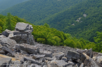 中阿巴拉契亞省低海拔酸性非血管懸崖/博爾德菲爾德 — CEGL 004142 中阿巴拉契亞省低海拔酸性非血管懸崖/博爾德菲爾德 — CEGL 004142