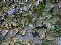 山/皮埃蒙特梅西克非血管懸崖 — CEGL 004387 山/皮埃蒙特梅西克非血管懸崖 — CEGL 004387