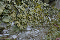 山/皮埃蒙特梅西克非血管懸崖-CEGL 004387 山/皮埃蒙特梅西克非血管懸崖-CEGL 004387