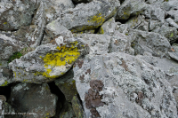 中央阿巴拉契亞鎂鐵質非血管懸崖 / 巨石場 – CEGL 004143 中央阿巴拉契亞鎂鐵質非血管懸崖 / 巨石場 – CEGL 004143