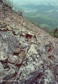 中央阿巴拉契亞鎂鐵質非血管懸崖 / 巨石場 – CEGL 004143 中央阿巴拉契亞鎂鐵質非血管懸崖 / 巨石場 – CEGL 004143