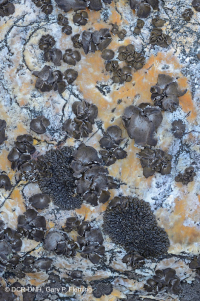 中阿巴拉契亞州高海酸性非血管博爾德菲爾德 — CEGL 004389 中阿巴拉契亞州高海酸性非血管博爾德菲爾德 — CEGL 004389