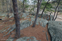 河濱基石臺林地 — CEGL 008449 河濱基石臺林地 — CEGL 008449