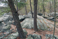 河濱基石臺林地 — CEGL 008449 河濱基石臺林地 — CEGL 008449