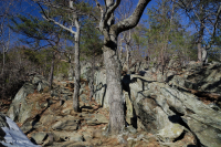 阿巴拉契亞中部耐旱栗橡樹 - 維吉尼亞松林 - CEGL 008540 阿巴拉契亞中部耐旱栗橡樹 - 維吉尼亞松林 - CEGL 008540