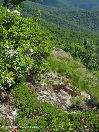 阿巴拉契亞中部耐旱栗橡樹 - 維吉尼亞松林 - CEGL 008540 阿巴拉契亞中部耐旱栗橡樹 - 維吉尼亞松林 - CEGL 008540