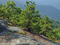 阿巴拉契亞中部耐旱栗橡樹 - 維吉尼亞松林 - CEGL 008540 阿巴拉契亞中部耐旱栗橡樹 - 維吉尼亞松林 - CEGL 008540