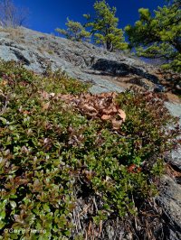 阿巴拉契亞中部耐旱栗橡樹 - 維吉尼亞松林 - CEGL 008540 阿巴拉契亞中部耐旱栗橡樹 - 維吉尼亞松林 - CEGL 008540