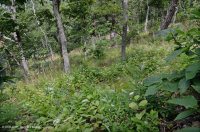 阿巴拉契亞中部耐旱栗橡樹 - 維吉尼亞松林 - CEGL 008540 阿巴拉契亞中部耐旱栗橡樹 - 維吉尼亞松林 - CEGL 008540