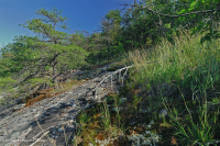 阿巴拉契亞中部耐旱栗橡樹 - 維吉尼亞松林 - CEGL 008540 阿巴拉契亞中部耐旱栗橡樹 - 維吉尼亞松林 - CEGL 008540