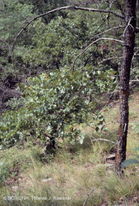 阿巴拉契亞中部耐旱栗橡樹 - 維吉尼亞松林 - CEGL 008540 阿巴拉契亞中部耐旱栗橡樹 - 維吉尼亞松林 - CEGL 008540