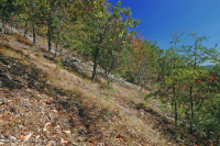 阿巴拉契亞中部耐旱栗橡樹 - 維吉尼亞松林 - CEGL 008540 阿巴拉契亞中部耐旱栗橡樹 - 維吉尼亞松林 - CEGL 008540