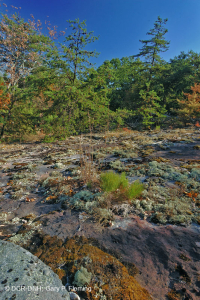 阿巴拉契亞中部耐旱栗橡樹 - 維吉尼亞松林 - CEGL 008540 阿巴拉契亞中部耐旱栗橡樹 - 維吉尼亞松林 - CEGL 008540