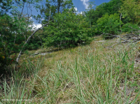 阿巴拉契亞中部耐旱栗橡樹 - 維吉尼亞松林 - CEGL 008540 阿巴拉契亞中部耐旱栗橡樹 - 維吉尼亞松林 - CEGL 008540