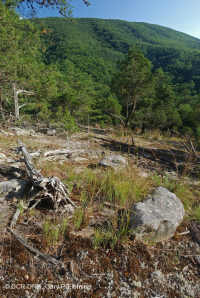 阿巴拉契亞中部耐旱栗橡樹 - 維吉尼亞松林 - CEGL 008540 阿巴拉契亞中部耐旱栗橡樹 - 維吉尼亞松林 - CEGL 008540