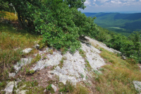 阿巴拉契亞中部耐旱栗橡樹 - 維吉尼亞松林 - CEGL 008540 阿巴拉契亞中部耐旱栗橡樹 - 維吉尼亞松林 - CEGL 008540