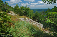 阿巴拉契亞中部耐旱栗橡樹 - 維吉尼亞松林 - CEGL 008540 阿巴拉契亞中部耐旱栗橡樹 - 維吉尼亞松林 - CEGL 008540