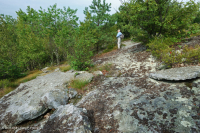 阿巴拉契亞希里克松樹林地 — CEGL 004821 阿巴拉契亞希里克松樹林地 — CEGL 004821