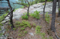 阿巴拉契亞希里克松樹林地 — CEGL 004821 阿巴拉契亞希里克松樹林地 — CEGL 004821