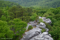 阿巴拉契亞希里克松樹林地 — CEGL 004821 阿巴拉契亞希里克松樹林地 — CEGL 004821